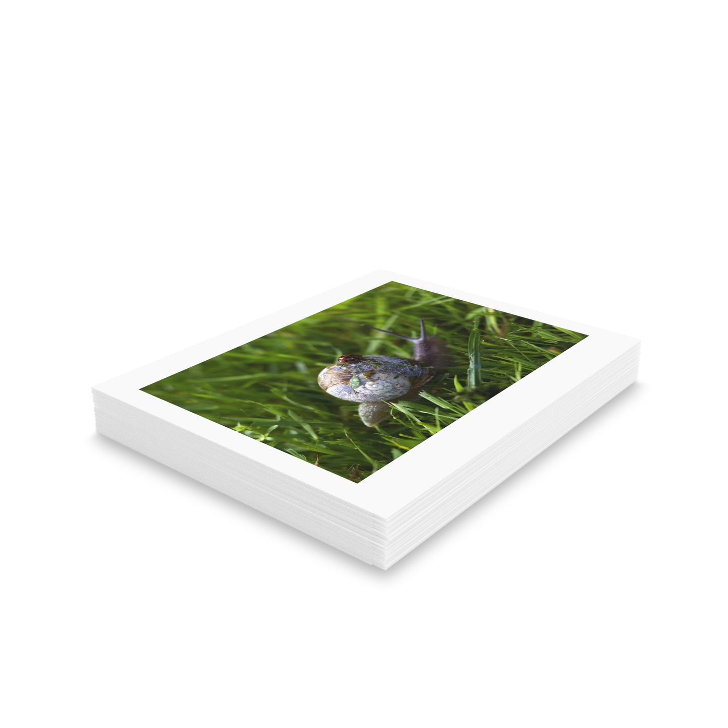 LADYBUG AND SNAIL Greeting Cards (8, 16, and 24 pcs)