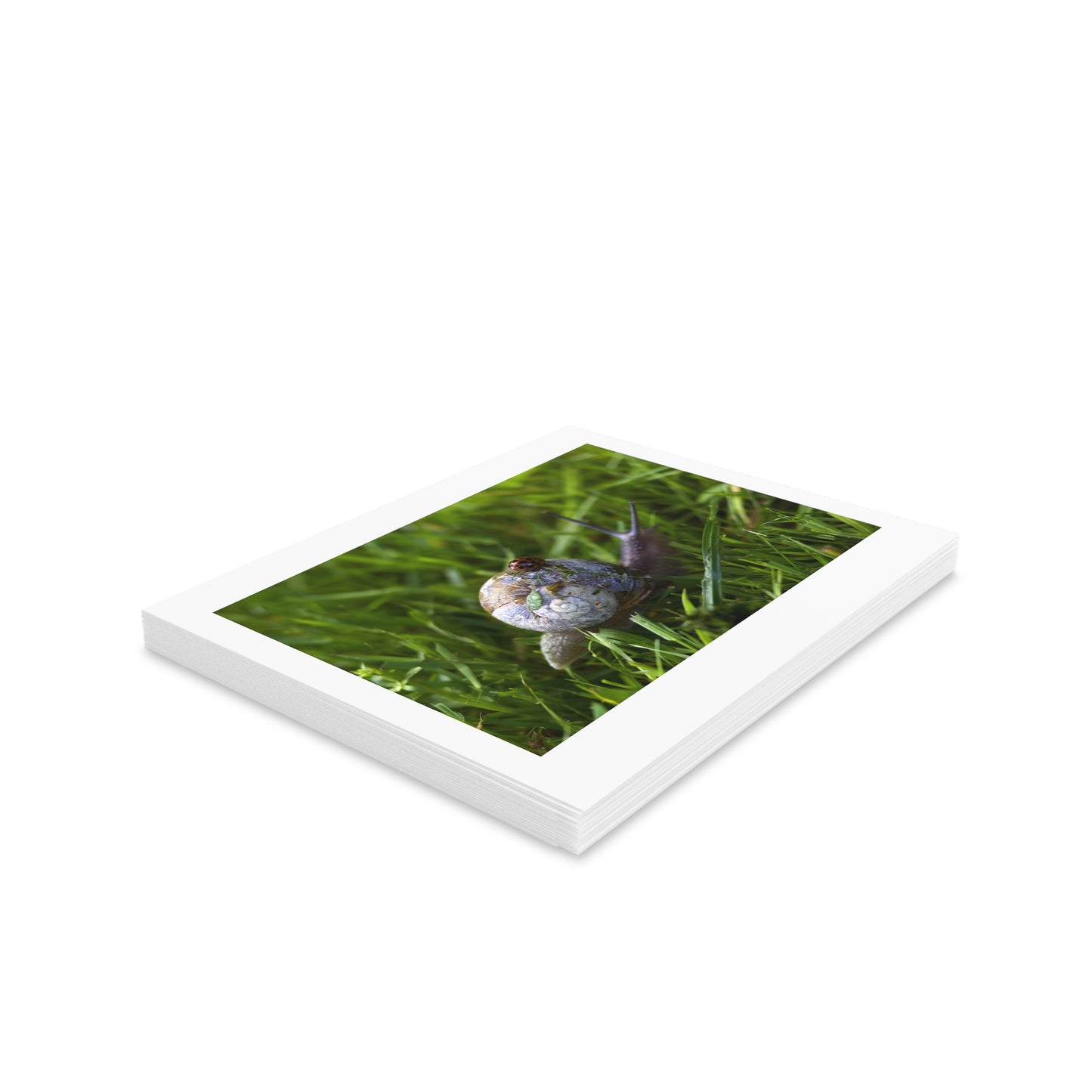 LADYBUG AND SNAIL Greeting Cards (8, 16, and 24 pcs)
