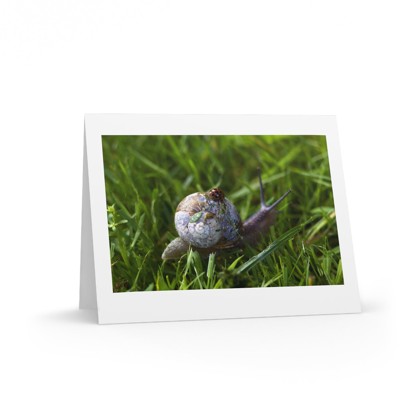 LADYBUG AND SNAIL Greeting Cards (8, 16, and 24 pcs)