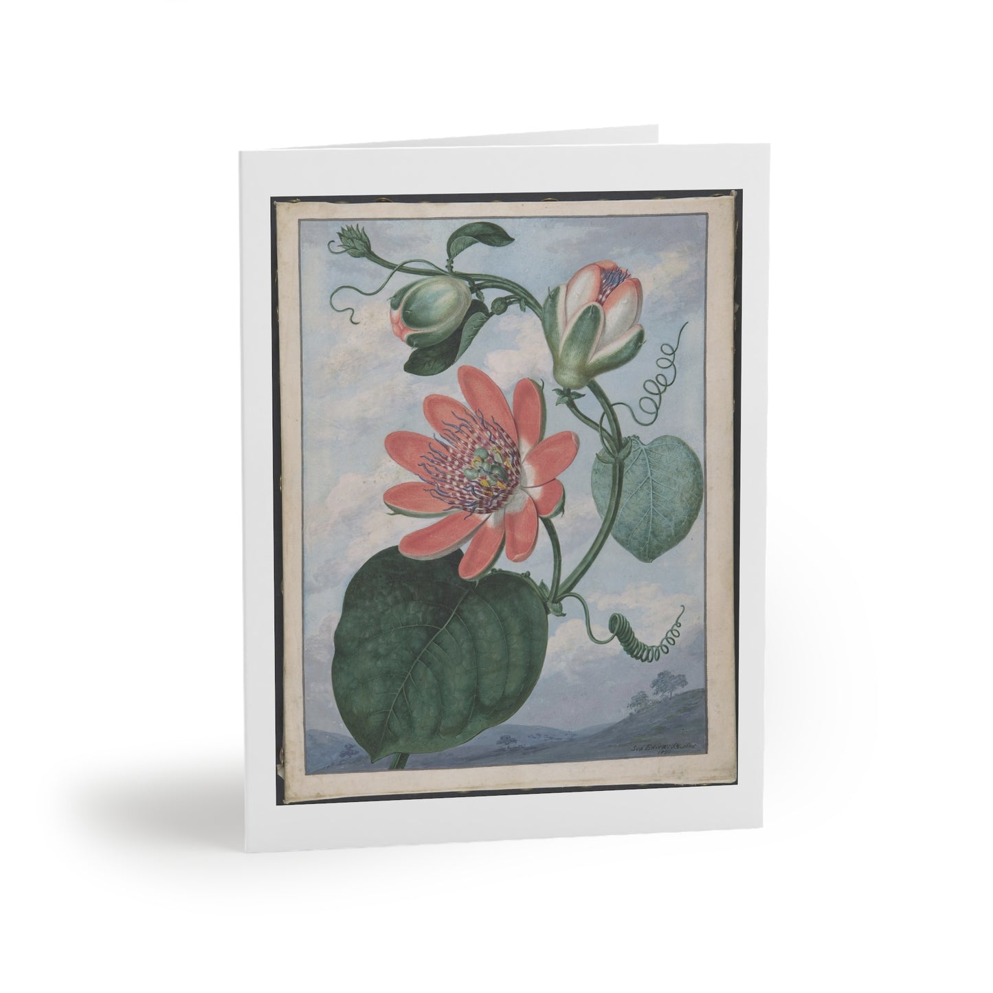 WINGED PASSIONFLOWER Greeting cards (8, 16, and 24 pcs)