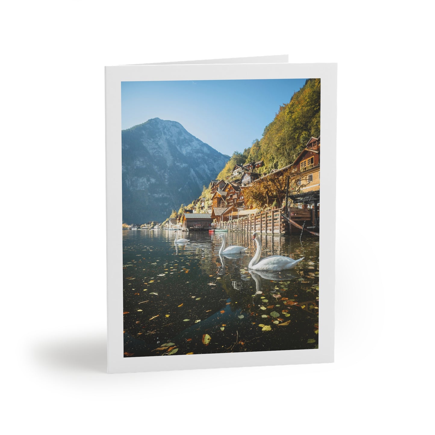 CONTENTED SWANS Greeting Cards (8, 16, and 24 pcs)